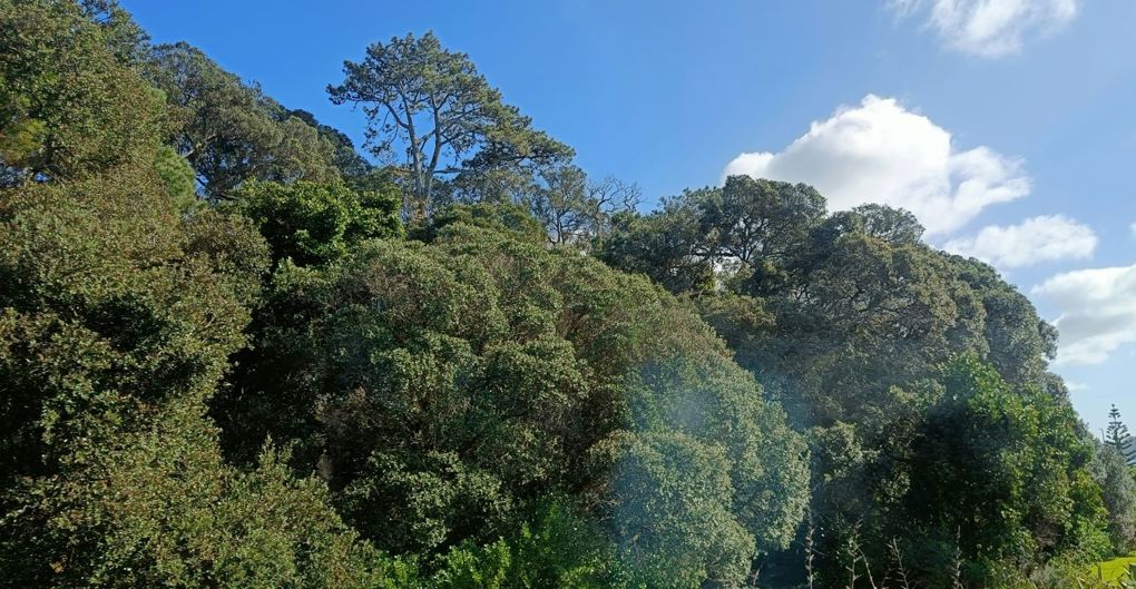 Trees Big