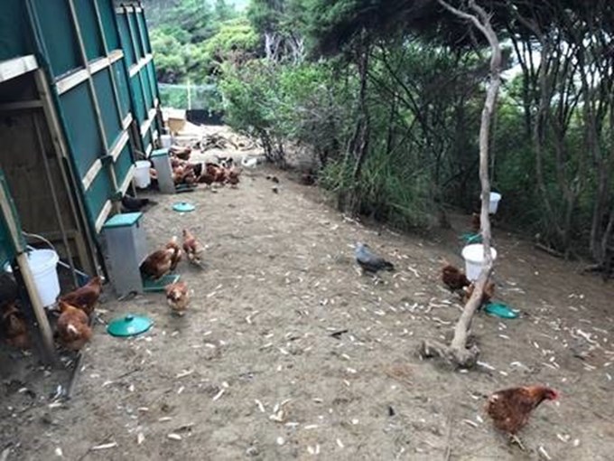 GBI chickens 3