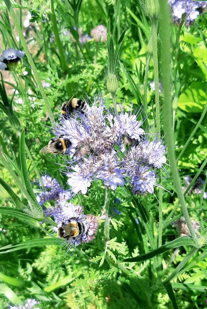 Auckland Domain comes alive with wildflowers