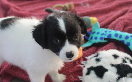 Pikachu (ON HOLD) tile image