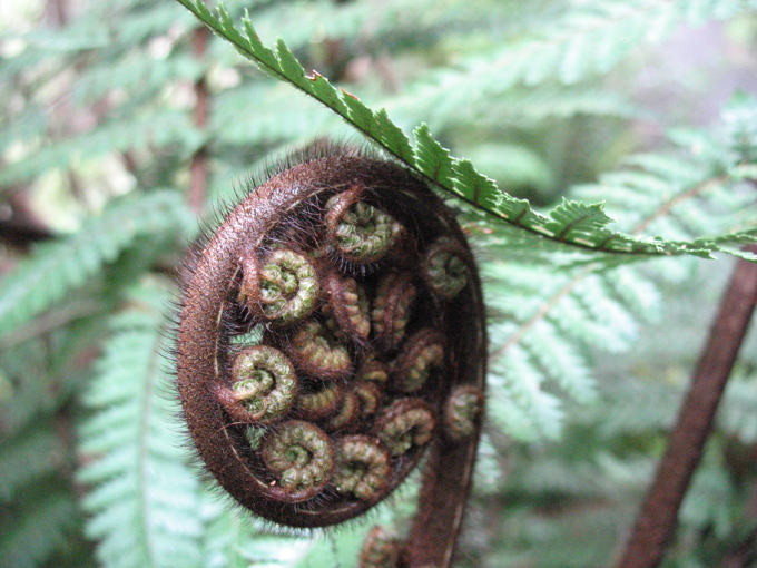 Waitakere Regional Park.jpg