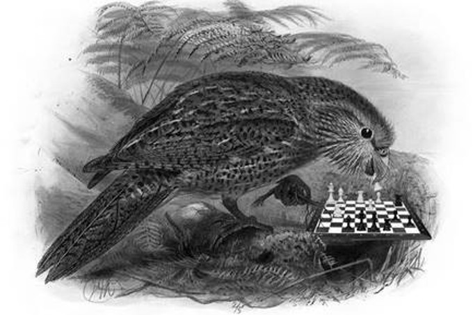 Heritage Festival Diary Kids And Families Taking Care Of Our Islands