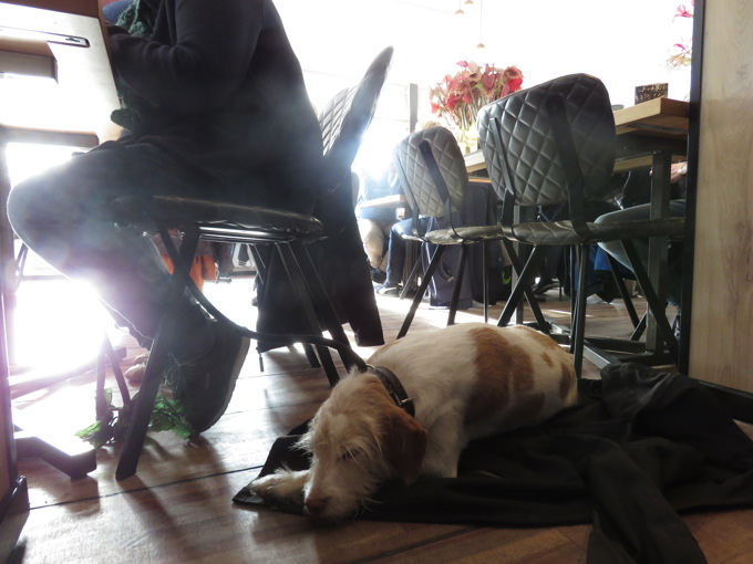 Cr. Casey Dog Story 4