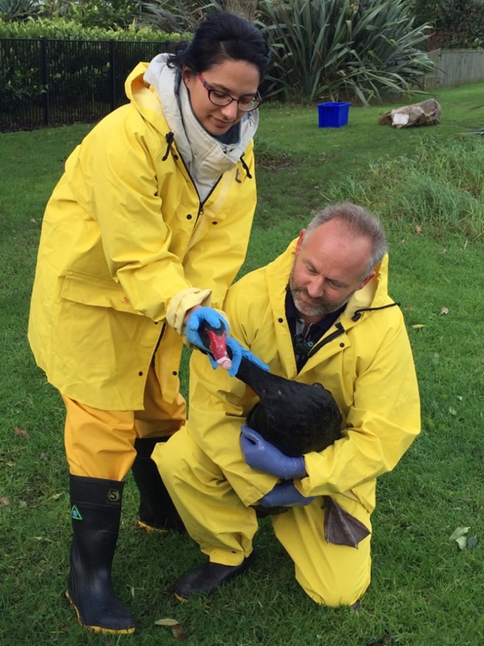 Lake Pupuke staff with swans.jpg
