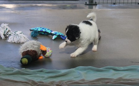 Pikachu (ON HOLD) tile image