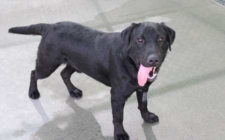 Batman (ON HOLD) tile image