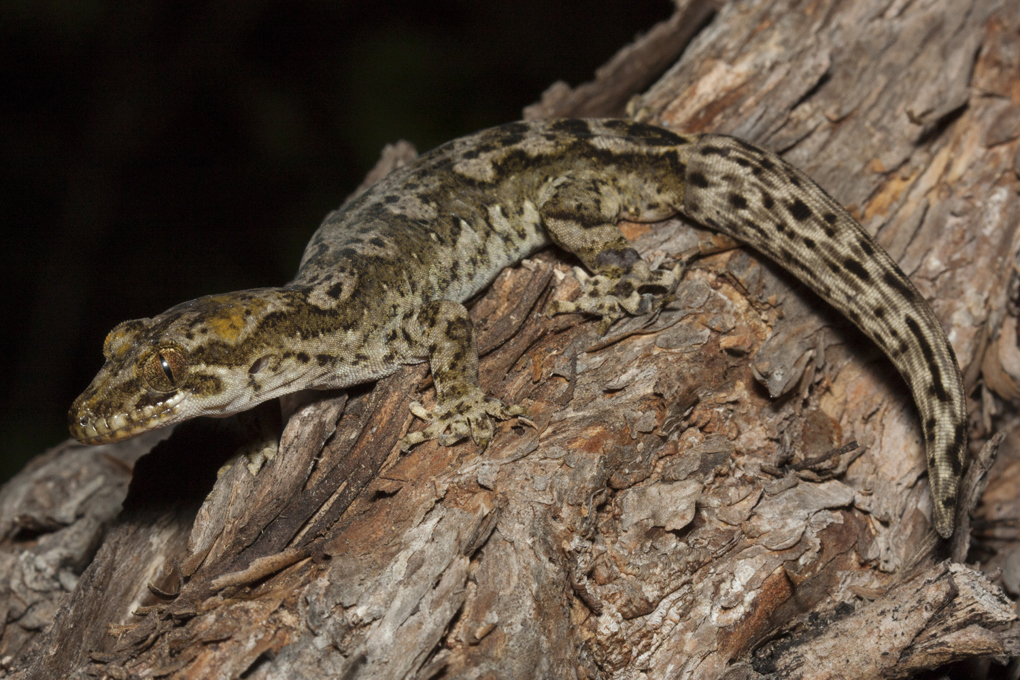 Scaling up gecko protection (1)