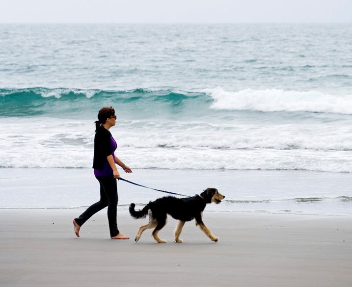 can you take dogs on beaches