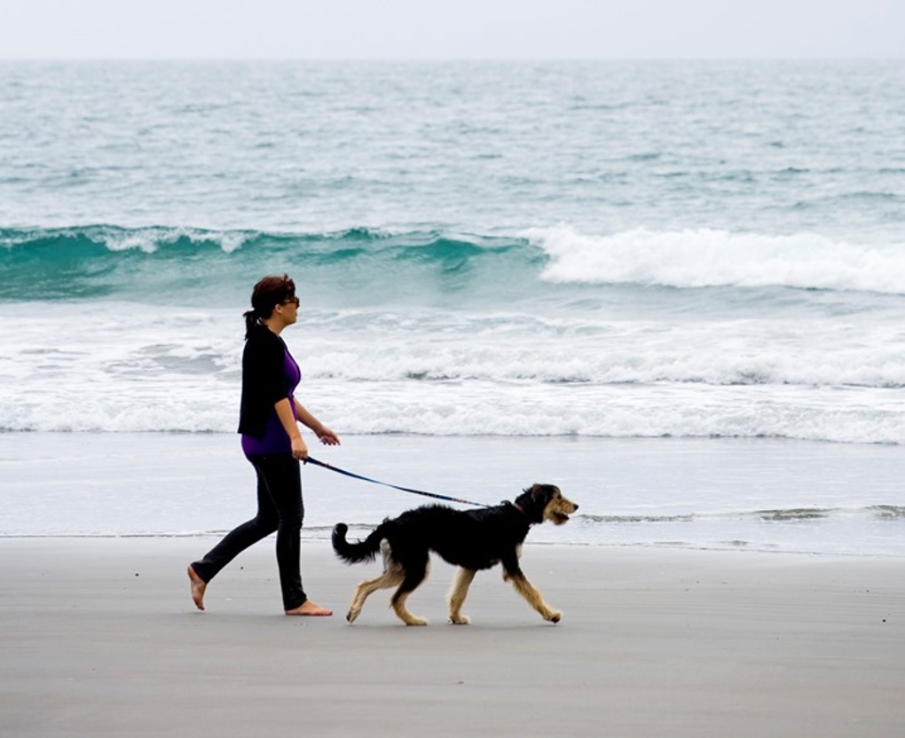 Dogs welcome on beaches