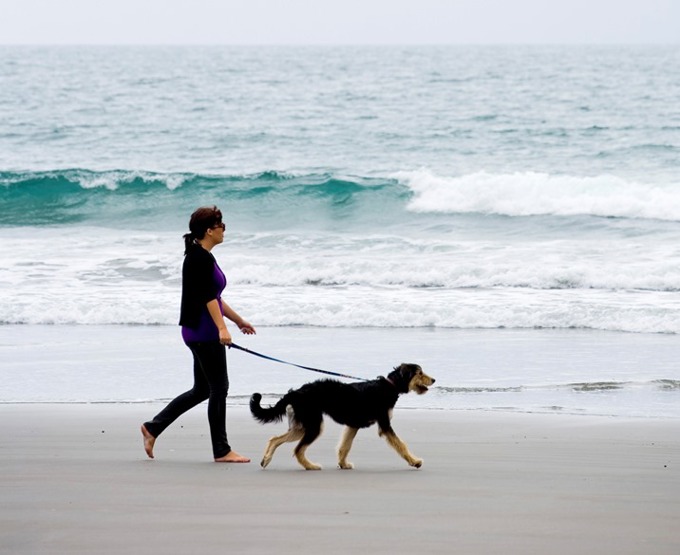 Dogs welcome on beaches