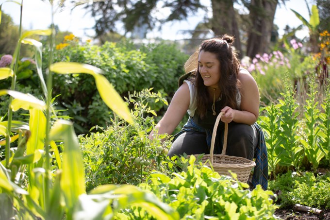 What to grow and eat seasonally in Auckland