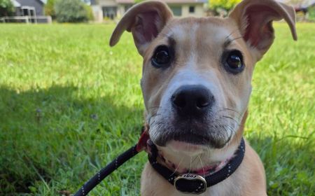 Thai (ON HOLD) tile image