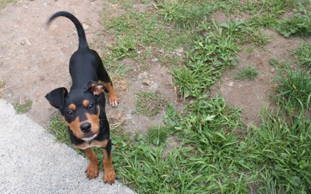 Aries (ON HOLD) tile image