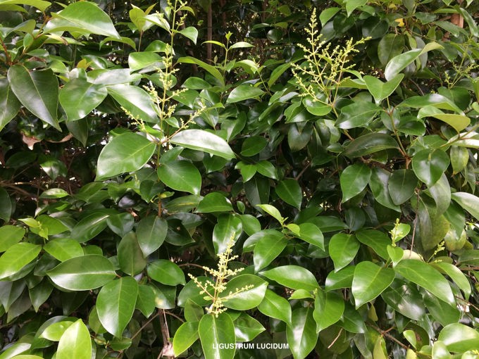 Help beat tree privet 2