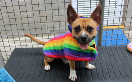 Pāeroa (ON HOLD) tile image