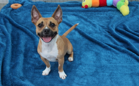 Pāeroa (ON HOLD) tile image