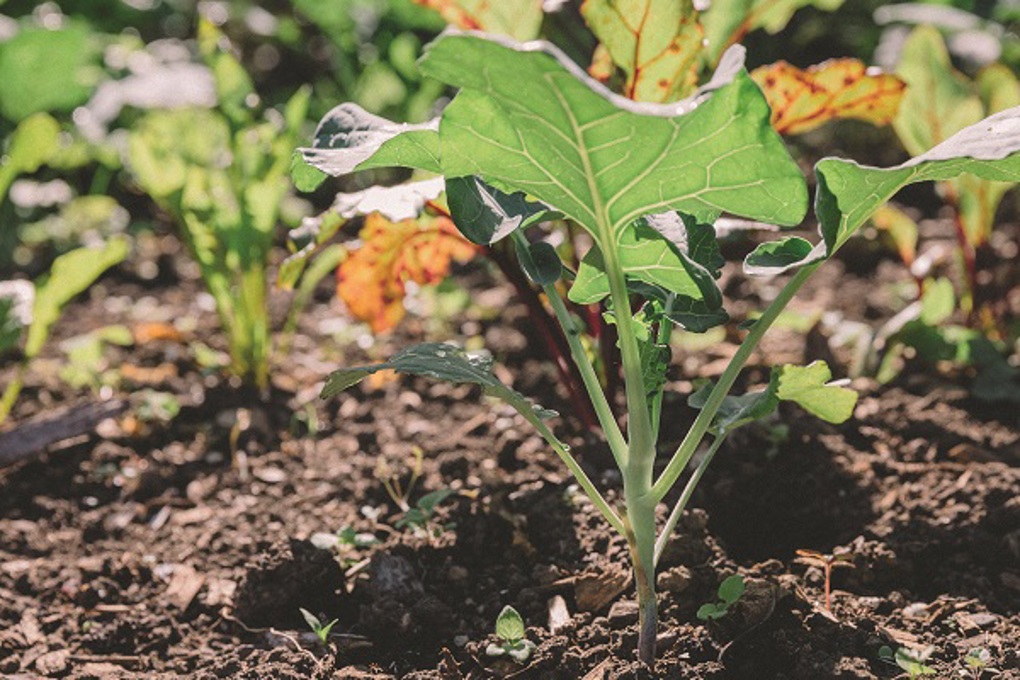9 ways you can live lightly flowers