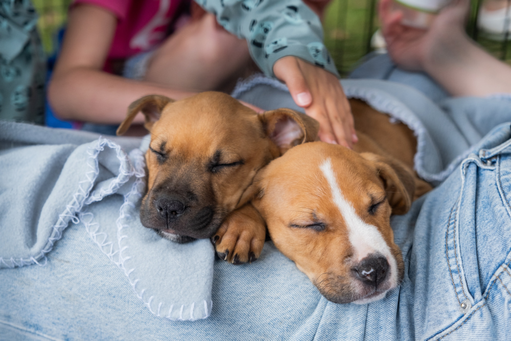 The Saving Hope Foundation had puppies for adoption