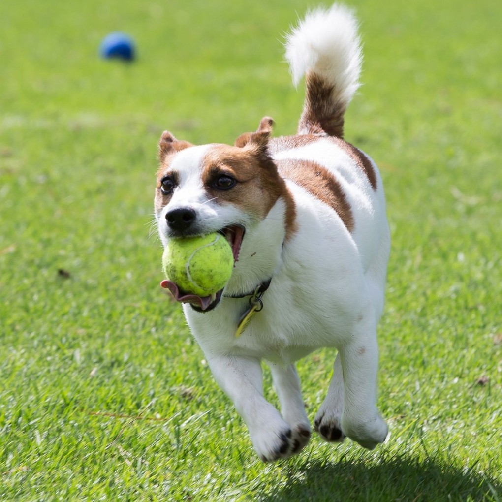 A Dog