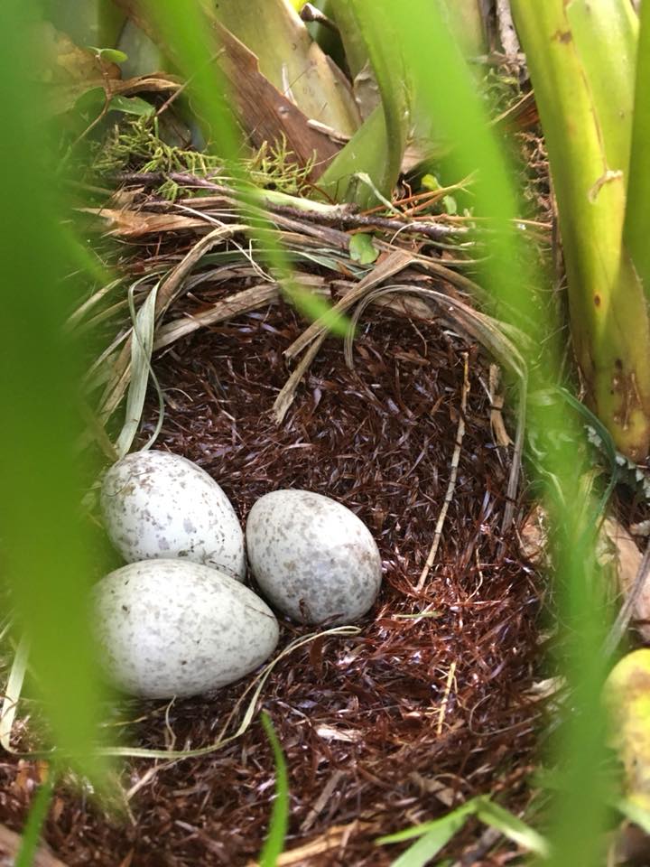 Kōkako nest and eggs. Photo credit: Declan Morrison