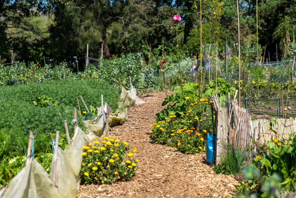 Albert Eden Sustainable Garden Trail 6