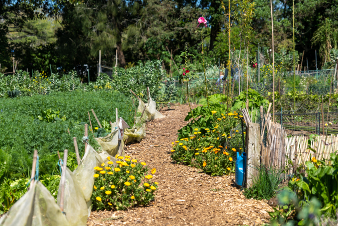 Albert Eden Sustainable Garden Trail 6