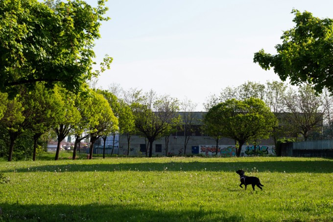 Dog in a park
