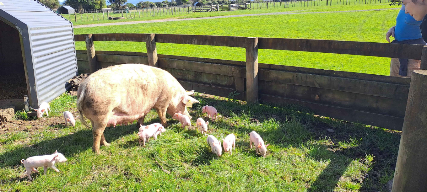 sheep farm visit auckland