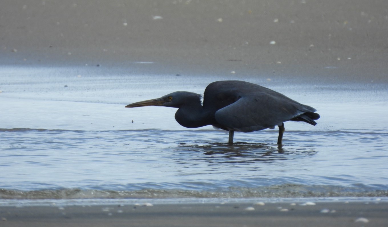 Reef Heron walking on beach.