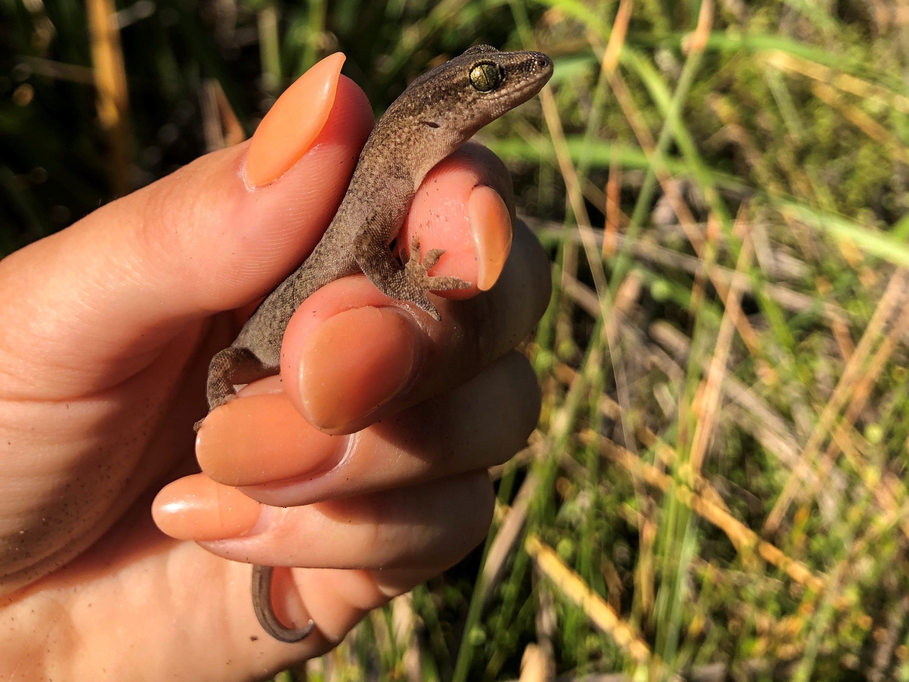 A Muriwai gecko in Aimee’s hand