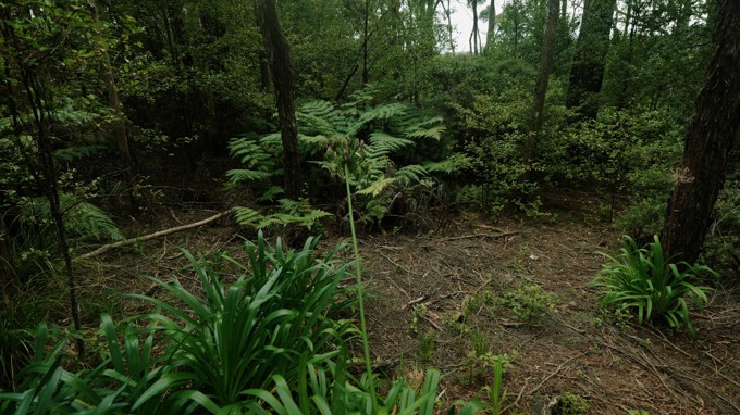 Kawau Is forest 1