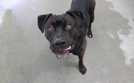 Mangatanoka tile image