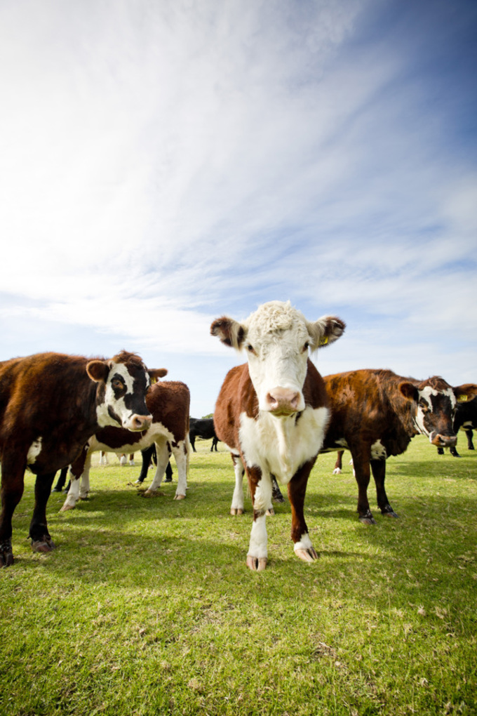 Explainer: Council’s livestock management and farming operations (5)