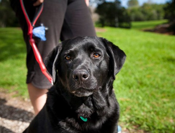 Council adopts changes to dog management