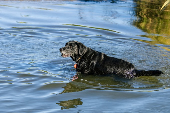 Waiatarua Reserve With Dogs Image 2