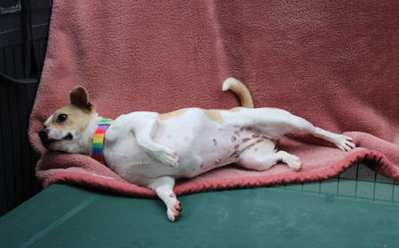 Takapō (ON HOLD) tile image