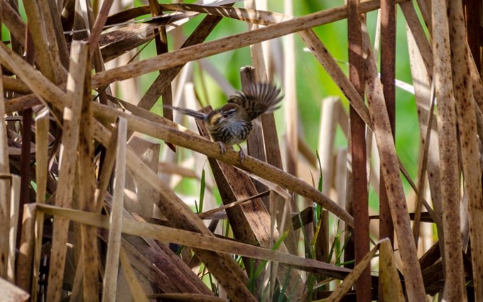 Pateke return to the wetlands - fernbird