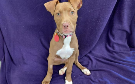 Hot Dog (ADOPTED) tile image