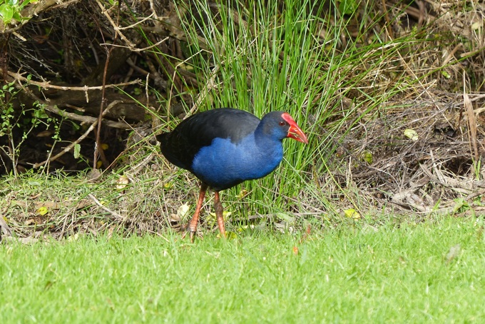 2020 Mayoral Conservation Awards open for environmental champions (3)