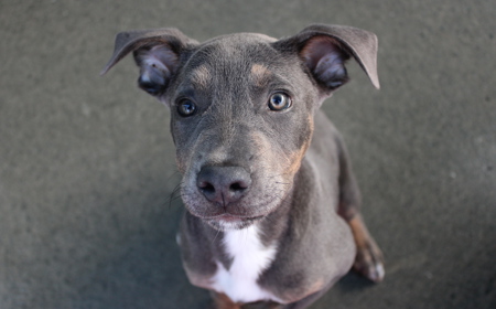 Tongariro (ON HOLD) tile image