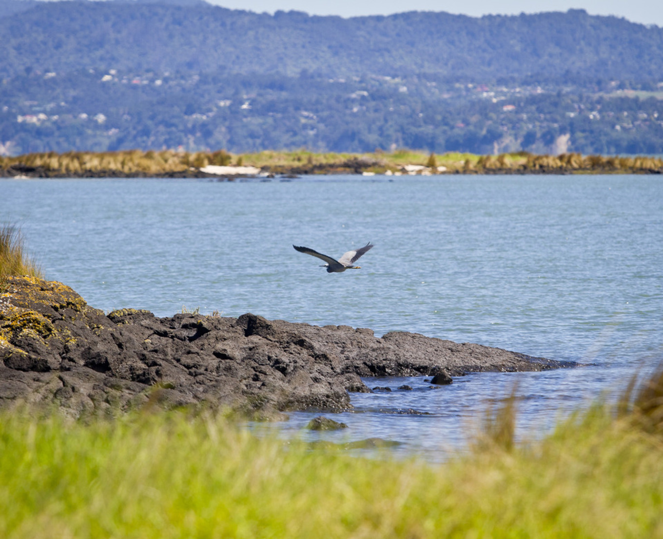 Inaugural Manukau Harbour environment report to guide future investment