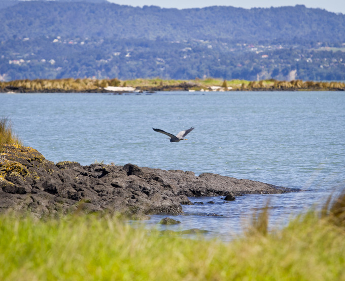 Inaugural Manukau Harbour environment report to guide future investment