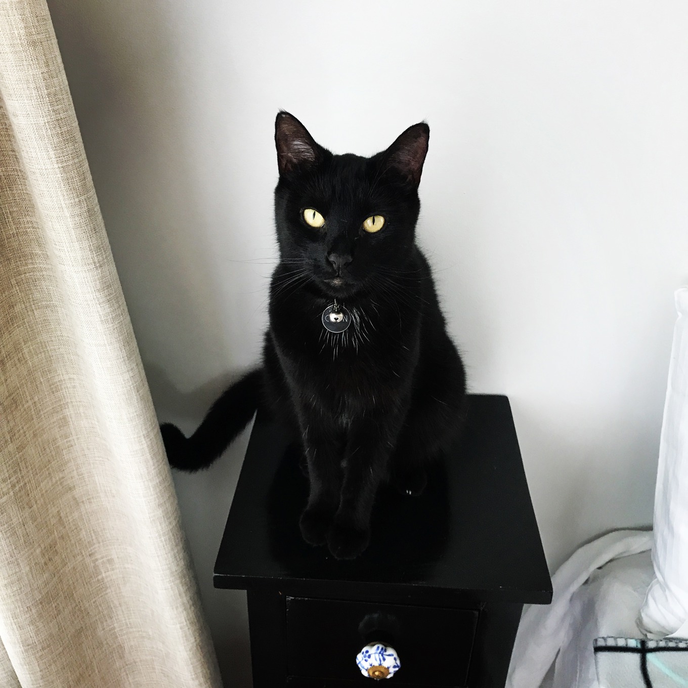 Auckland Council urges responsible cat ownership - OurAuckland Auckland Council urges responsible cat ownership - OurAuckland