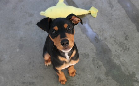 Aries (ON HOLD) tile image