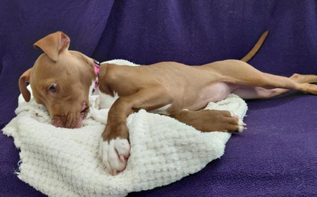 Hot Dog (ADOPTED) tile image