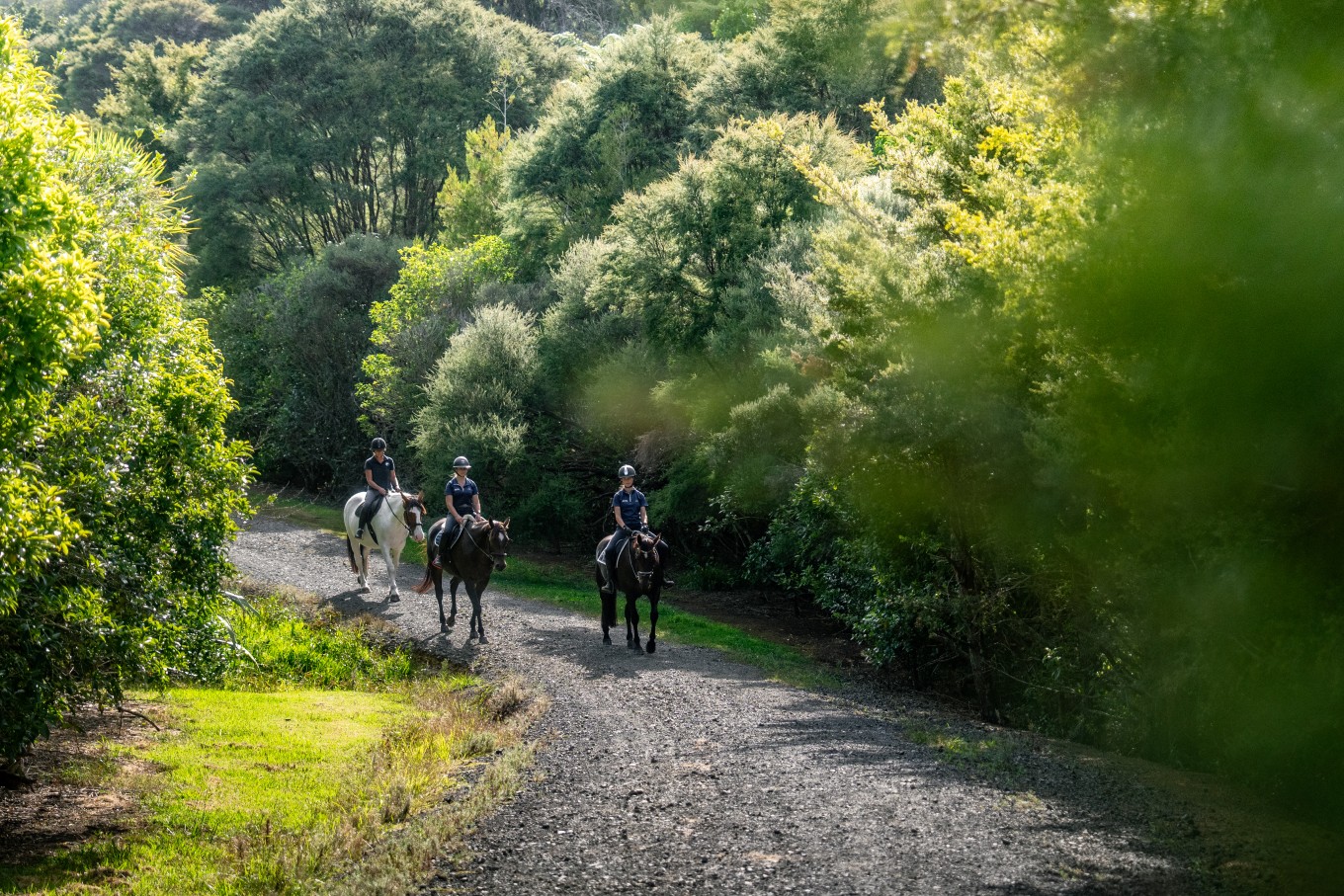 A group of horse riders in the bush. 