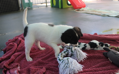 Squirtle (ON HOLD) tile image