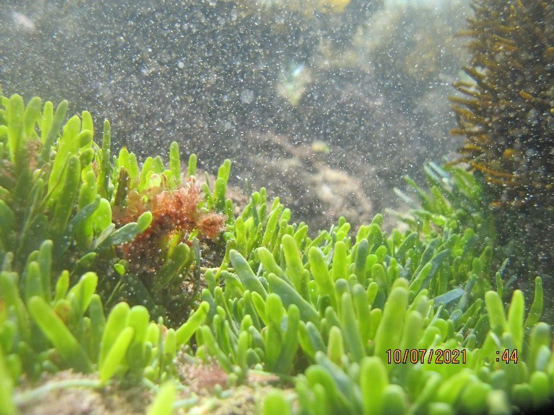 Exotic caulerpa underwater, 2021. (Photo credit NIWA)