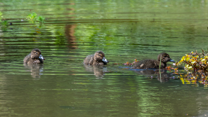 Pāteke (Brown Teal) Ducklings