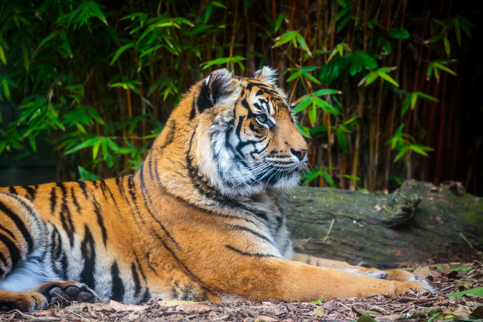 More reasons to visit as Zoo progresses its most exciting project (1)